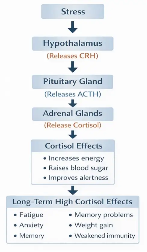 stress on the endocrine system